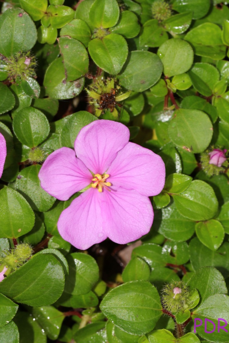 Heterotis rotundifolia (Sm.) Jacq.-Fél.